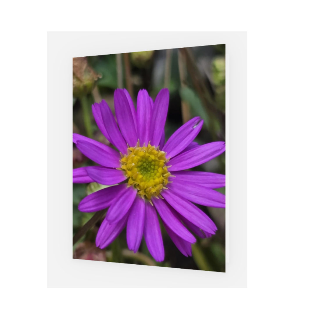 Porta Leather greeting card design of close up purple Native Diasy