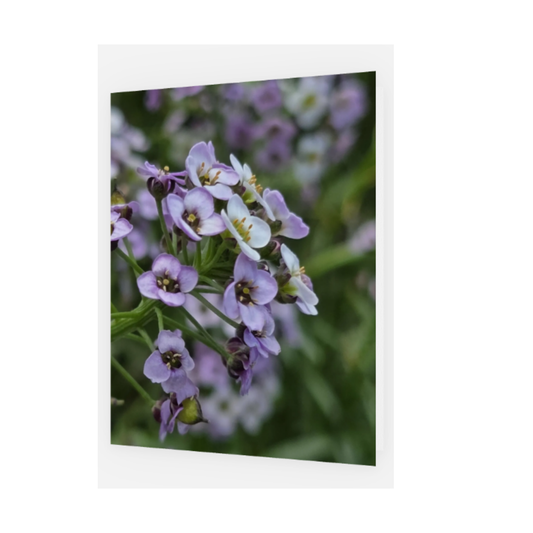 Porta Leather greeting card of Close-up of purple blooms