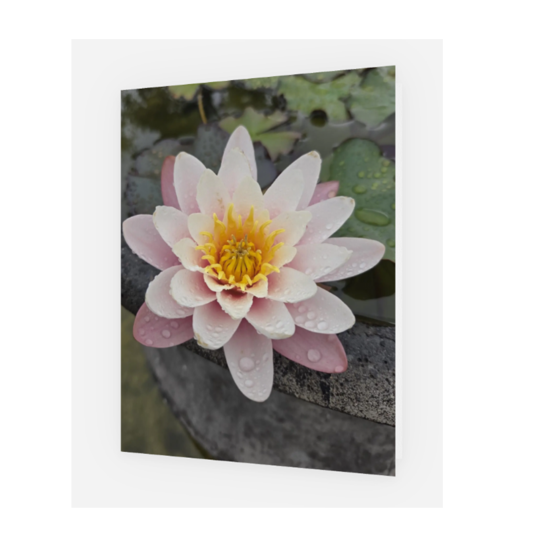 Porta Leather greeting card design of close up prink and yellow water lilly